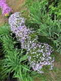 5 Lavendar Mountain Pinks
