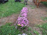 5 Dark Pink Mountain Pinks