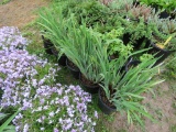 5 Sibirian Purple Iris