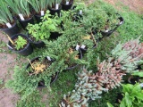 5 Creeping Junipers