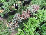 5 Creeping Sedum
