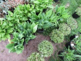 5 Lily of the Valley (white)