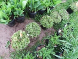 5 Hens & Chicks