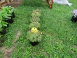 5 Hens & Chicks