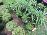 5 Lavendar Yarrow