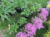 5 Black Eyed Susan