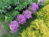 5 Dark Pink Mountain Pinks