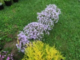 5 Lavendar Mountain Pinks