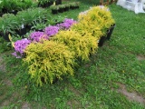 5 False Cypress