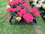 Flat of Geraniums