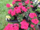 Flat of Geraniums