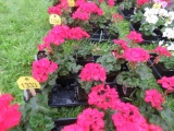 Flat of Geraniums