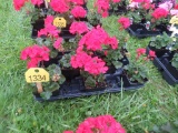 Flat of Geraniums