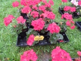 Flat of Geraniums