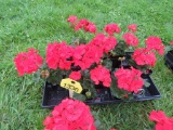 Flat of Geraniums