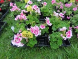 Flat of Geraniums