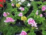 Flat of Geraniums