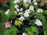 Flat of Geraniums