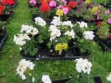 Flat of Geraniums