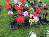 Flat of Geraniums