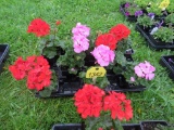 Flat of Geraniums