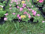 Flat of Petunias