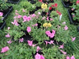 Flat of Petunias