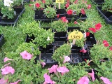 Flat of Petunias