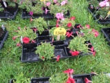 Flat of Petunias
