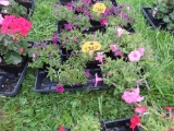 Flat of Petunias