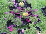 Flat of Petunias