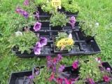 Flat of Petunias