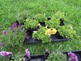 Flat of Petunias
