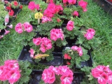 Flat of Geraniums