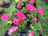 Flat of Geraniums