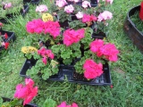 Flat of Geraniums
