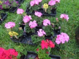 Flat of Geraniums