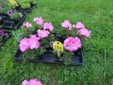 Flat of Geraniums