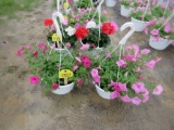 2 PetuniaHanging Baskets