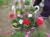 2 Geranium Hanging Baskets