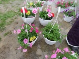 2 Petunia Hanging Baskets
