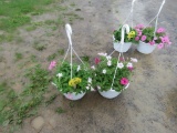 2 Petunia Hanging Baskets