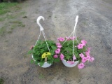 2 Petunia Hanging Baskets