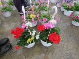 2 Geranium Hanging Baskets