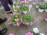 2 Petunia Hanging Baskets