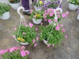 2 Petunia Hanging Baskets