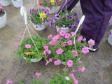 2 Petunia Hanging Baskets