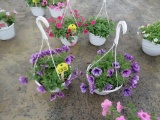 2 Petunia Hanging Baskets