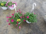 2 Petunia Hanging Baskets