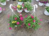 2 Petunia Hanging Baskets